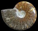 Polished, Agatized Ammonite (Cleoniceras) - Madagascar #59875-1